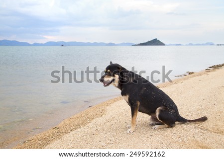 Dog waiting for his fisherman master come back.