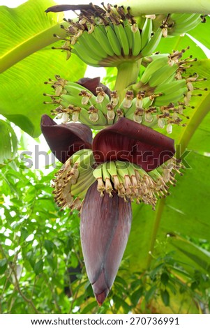 Banana flower and raw banana healthy vegetable, cooking ingredient for thai cuisine