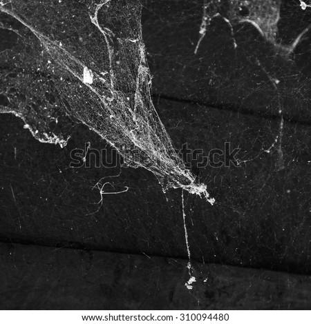 cobweb or spider web on wooden texture background wall in ancient thai house