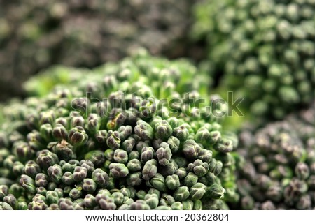 organic broccoli heads close up nutritious food