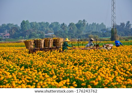 Suhkothai - February 1 : Unidentified workers are picking marigold flowers for sell to flower marget in Bangkok on  February 1,2014 in Sukhothai Thailand