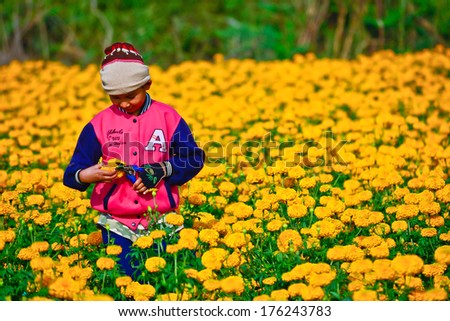 Suhkothai - February 1 : Unidentified boy is picking marigold flowers for sell to flower marget in Bangkok on  February 1,2014 in Sukhothai Thailand