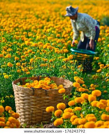 Suhkothai - February 1 : Unidentified Worker Is Picking Marigold Flowers For Sell To Flower Marget In Bangkok On February 1,2014 In Sukhothai Thailand