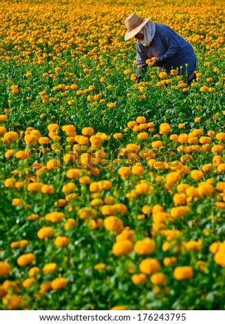 Suhkothai - February 1 : Unidentified worker is picking marigold flowers for sell to flower marget in Bangkok on  February 1,2014 in Sukhothai Thailand
