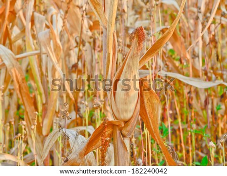 dry ears of corn ; are prepared for make corn seed