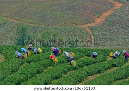 Chiang rai, Thailand - April  7 : Unidentified workers are picking tea leaves in a tea garden on April 7 2014 in Chiang rai Thailand
