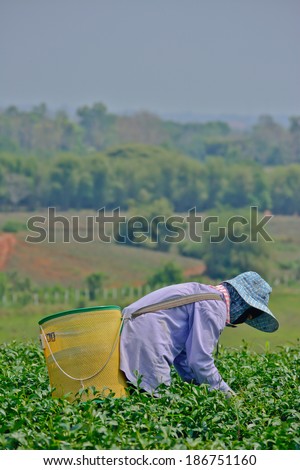 Chiang rai, Thailand - April  7 : Unidentified worker is picking tea leaves in a tea garden on April 7 2014 in Chiang rai Thailand