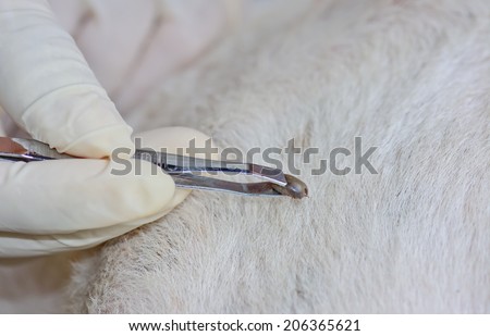 closeup of  human hands  use  silver  pliers  to remove  dog  adult  tick from the fur