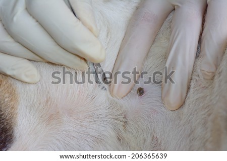 closeup of  human hands will use  silver  pliers  to remove  dog  adult  tick from the fur