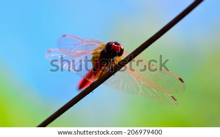 worm\'s eye view  of red tail dragonfly  standing on wire ; selective focus at eyes  with blue green  blur background