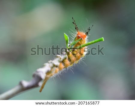 macro of orange caterpillar eating leaves on tree branch ; selective focus at head  and blur background