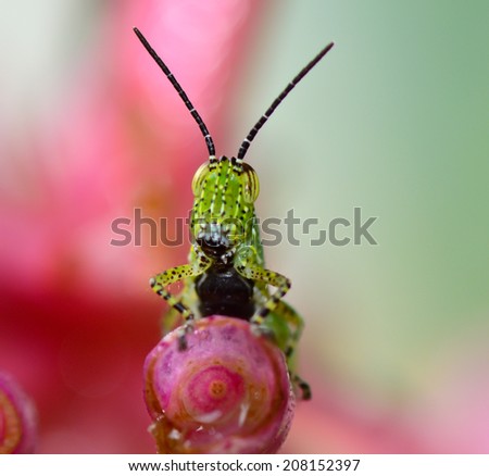 macro  of green grasshopper with black dot hanging on leaf ; selective focus at eye with blur background