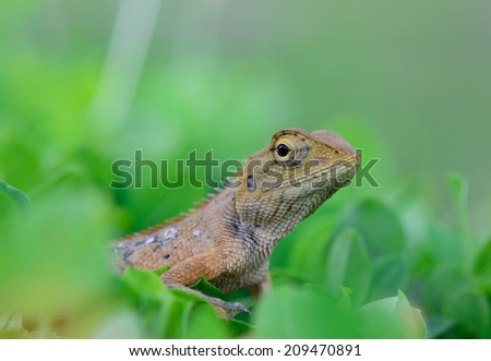 closeup side view  of Oriental garden lizard (Calotes mystaceus) standing on meadow  ;  selective focus at eye with  blur foreground and  background