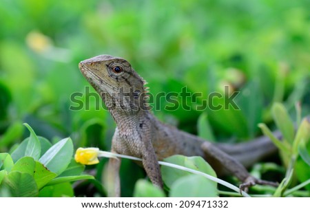 closeup   of Oriental garden lizard (Calotes mystaceus) standing on meadow;  selective focus at eye with  blur foreground and  background