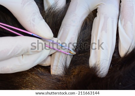 Closeup of human hands use silver pliers to remove dog adult tick from the fur  ; selective focus at dog tick