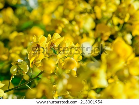 closeup of  yellow  flowers  on tree (Senna siamea Lam)  with blur foreground and background