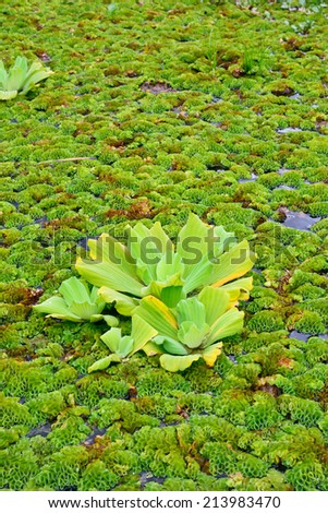 closeup of water  hyacinth floating on water ;  they are    cause of Water Pollution ; selective focus with blur foreground and background