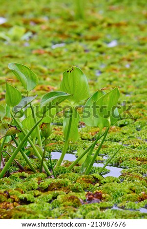 closeup of water  hyacinth floating on water ;  they are    cause of Water Pollution ; selective focus with blur background