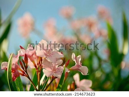closeup of pink flowers (oleander) in garden and blue sky with vintage filter ;   selective focus with blur foreground and background