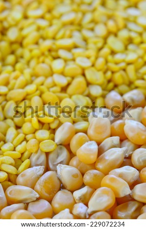 closeup of sweetcorn seeds and split yellow mung beans  , selective focus with blur foreground and background