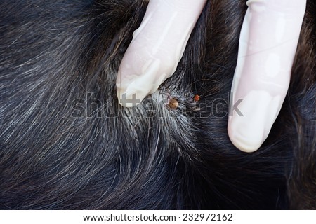closeup of red  ticks on white dog fur ; selective focus at  adult  tick