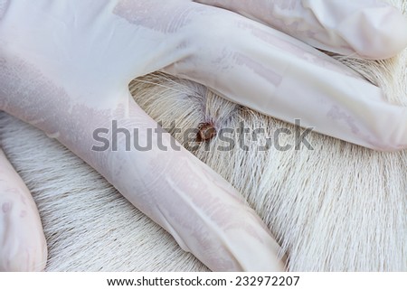 closeup of red  ticks on dog fur ; selective focus at red ticks