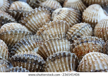 closeup of cockles(scallop) for food background ; selective focus with blur foreground and background