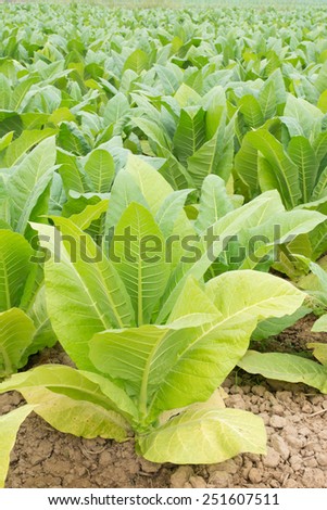 Green tobacco field,Tobacco plantation.