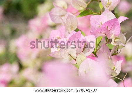 Pink white  bougainvillea flowers ,  selective focus  with blur foreground and background , nature concept.