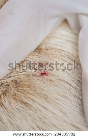 Closeup of dog blood after remove  ticks from the fur,dog health care concept.