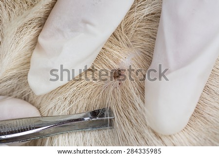 Closeup of human hands using silver pliers to remove dog adult tick from the fur,dog health care concept.