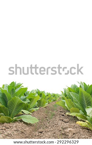 Green tobacco field, Tobacco plantation ; on  white background.