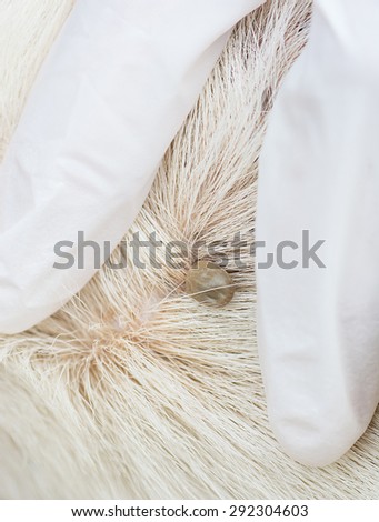 Closeup of adult tick on white dog fur,selective focus,dog health care concept.