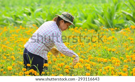 SUKHOTHAI - FEBRUARY 19 : Unidentified female worker is picking marigold flowers for sell to flower marget in Bangkok on FEBRUARY 19, 2015 in SUKHOTHAI THAILAND.