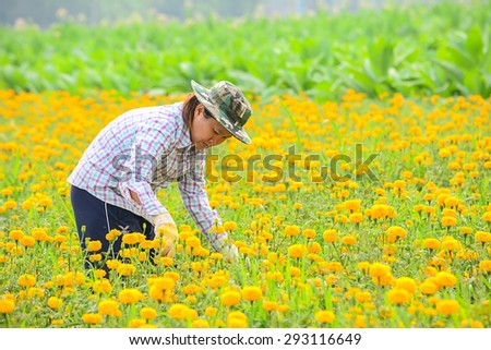 SUKHOTHAI - FEBRUARY 19 : Unidentified female worker is picking marigold flowers for sell to flower marget in Bangkok on FEBRUARY 19, 2015 in SUKHOTHAI THAILAND.