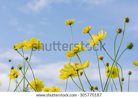 Yellow cosmos flowers with light blue background,soft focus,vintage filter,nature concept,nature background.