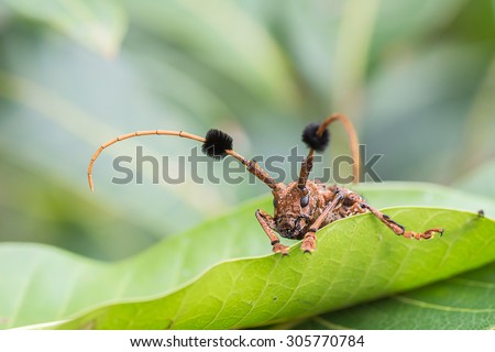 Closeup of Flat faced brown Longhorn Beetle hanging on green leaf ,selective focus at eye with blur background.