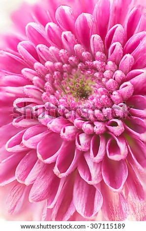 Macro of Beautiful Pink Chrysanthemum Flower,Nature Concept,Nature Abstract  Background.