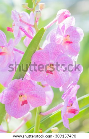 White pink Vanda orchid hanging in plant nursery ,selective focus with blur background
