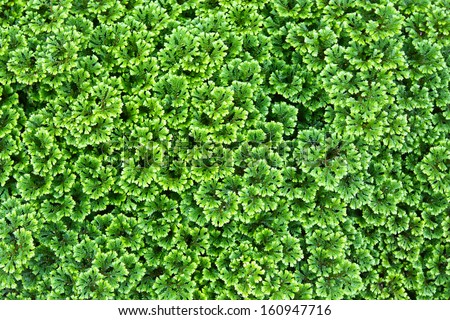 Green background of the ground cover plants