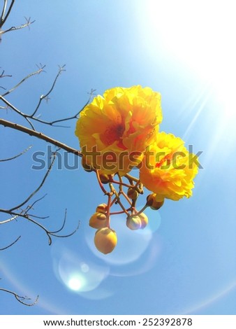 Lens flare, silk cotton tree, Yellow cotton tree