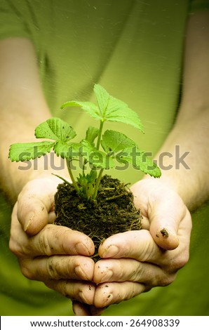 Man\'s hands holding strawberry seedling in dirt