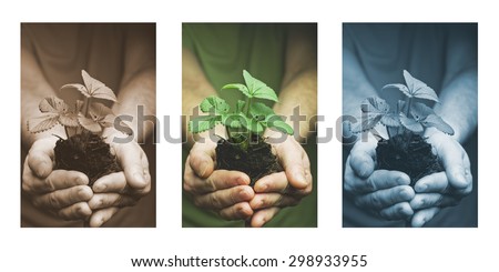 Man\'s hands holding strawberry seedling in dirt, water drops. Triptych