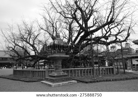 Tree and stone lantern in Japanese garden
