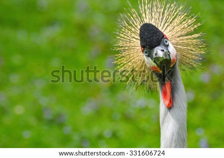 A funny crowned crane in the zoo looking crazy at visitors/Funny look/Crowned crane in a zoo