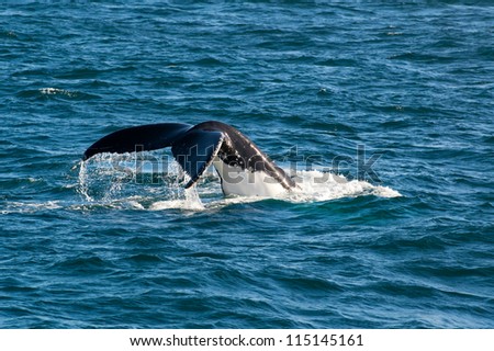 Whale diving into the depth of the ocean