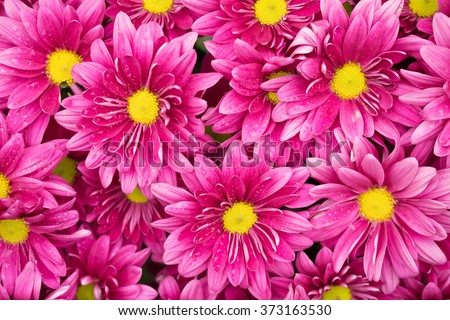 Daisy flower - Spring flower close up,Split tone, soft focus