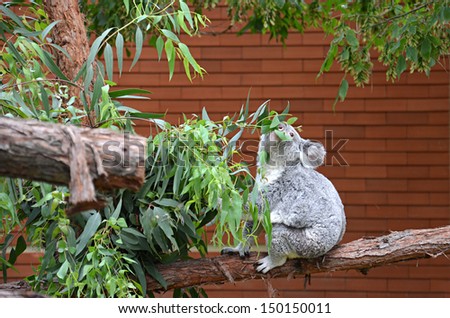 Cute koala eating some leaves on a tree.