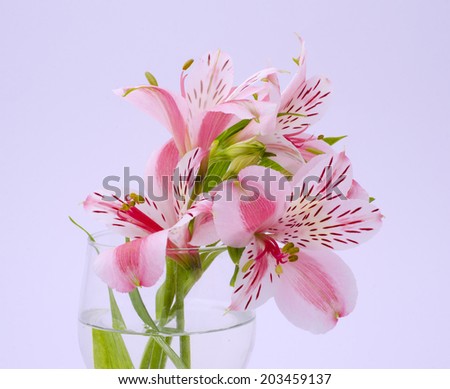 Pink lily bouquet in transparent glass on gray background
