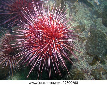 Deep Sea Urchin